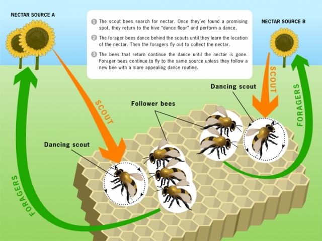 honeybees efficient life strategy 